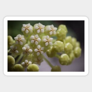 Hoya Pachyclada Flowers and Buds Sticker